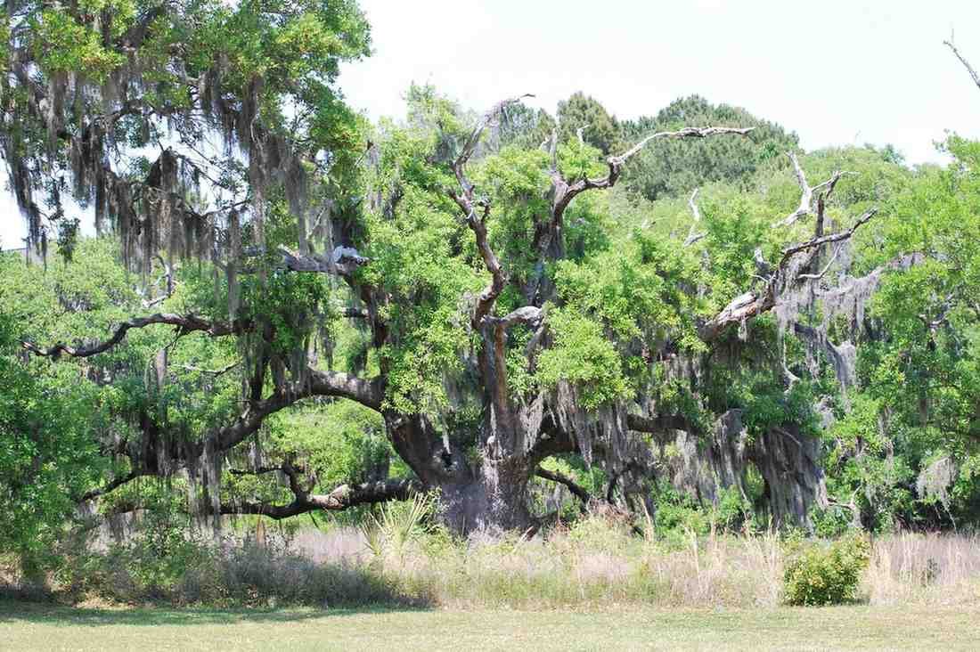 Large tree with Spanish moss Daniel-Island